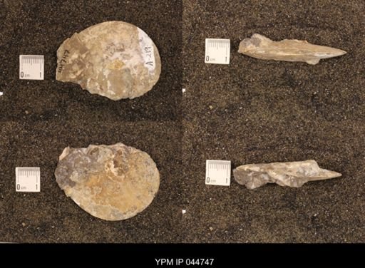 Sphenodiscus lenticularis