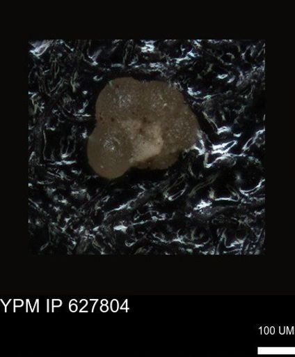 undet. Foraminiferida