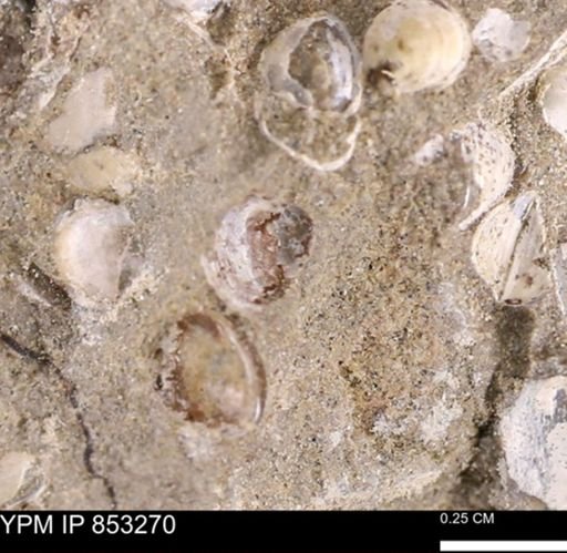 Protocardia sp.