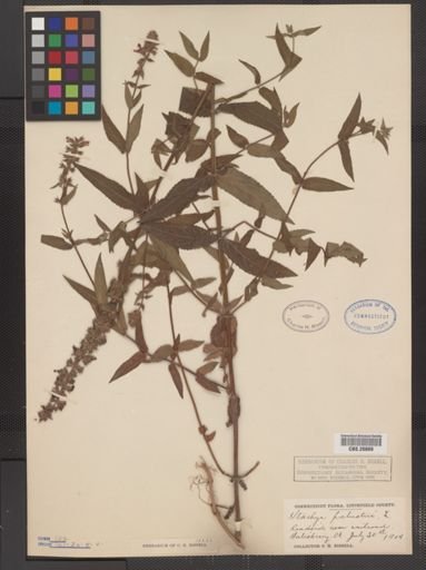 Plantae