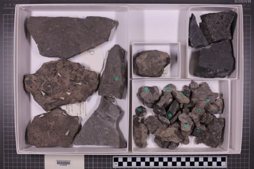 mixed taxa, stratigraphic collection