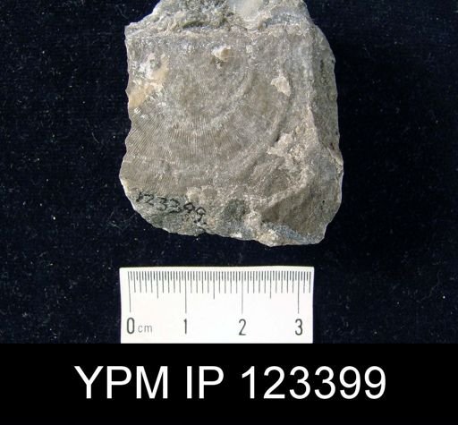 Leptostrophia oriskania