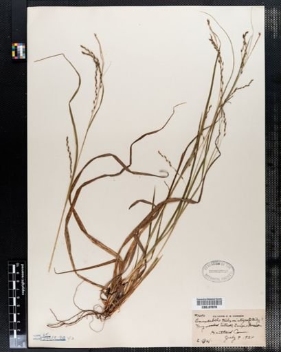 Carex debilis