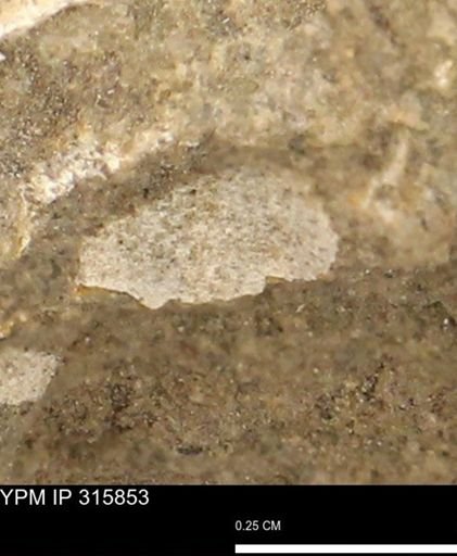 undet. Mollusca