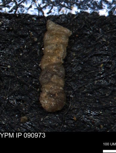 Ammobaculoides whitneyi