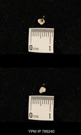 undet. Brachiopoda