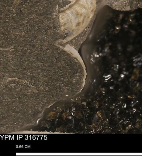 undet. Mollusca