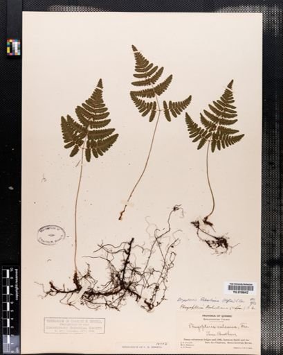 Dryopteris