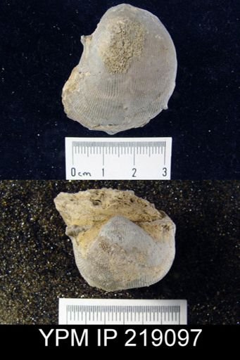 Linoproductus platyumbonus