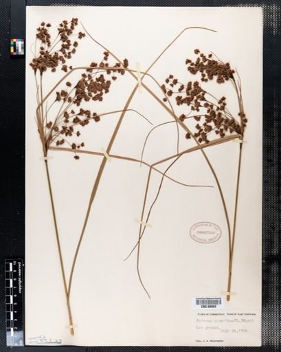 Scirpus cyperinus