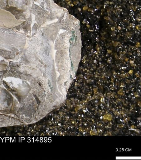undet. Mollusca