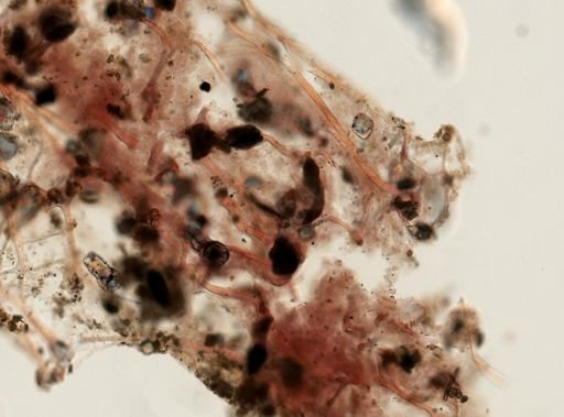 Dactylia varia