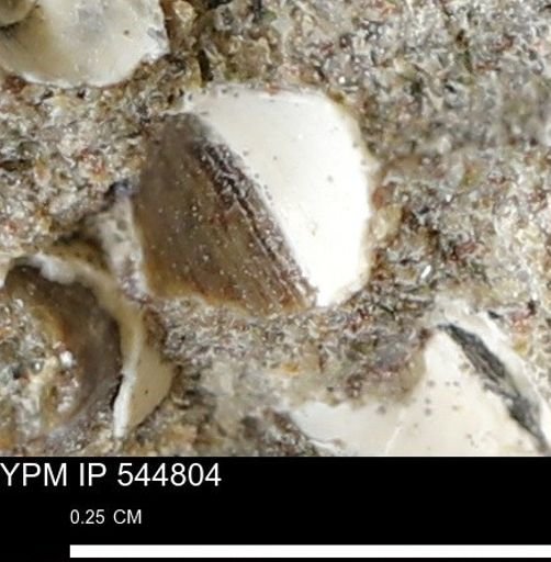 Corbulamella gregaria