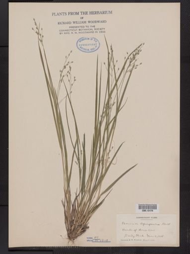 Panicum depauperatum
