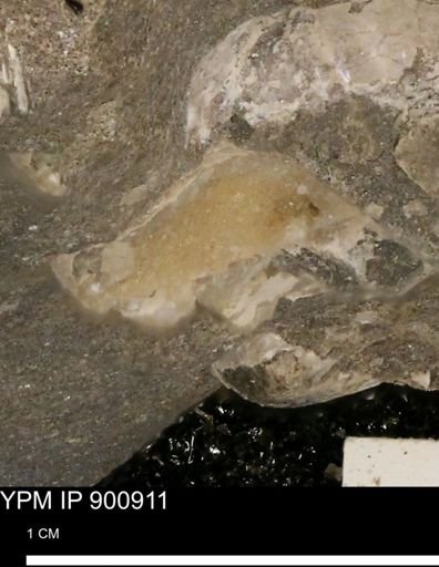 undet. Mollusca