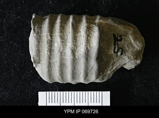 Spyroceras balteatum
