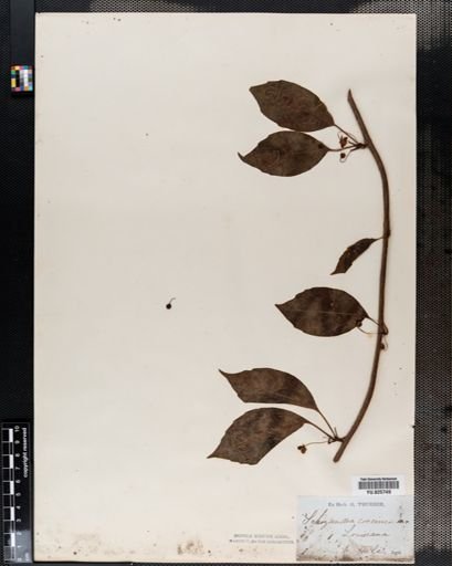Schisandra