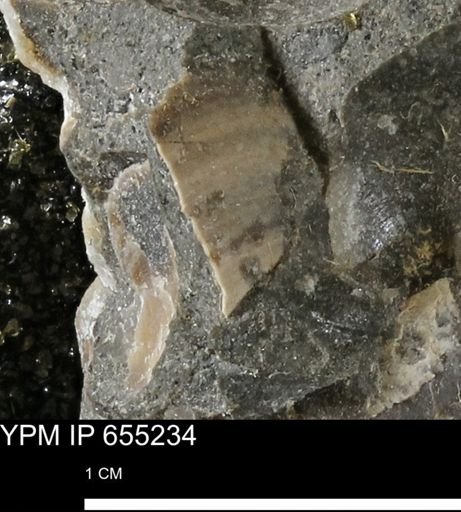 undet. Bivalvia
