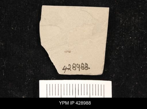 undet. Diptera
