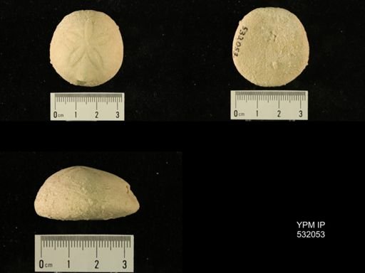 Rhyncholampas gouldii