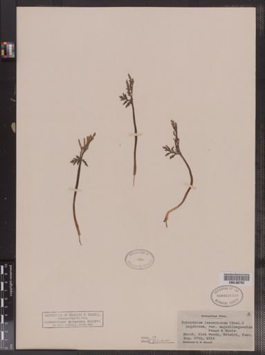 Botrychium lanceolatum