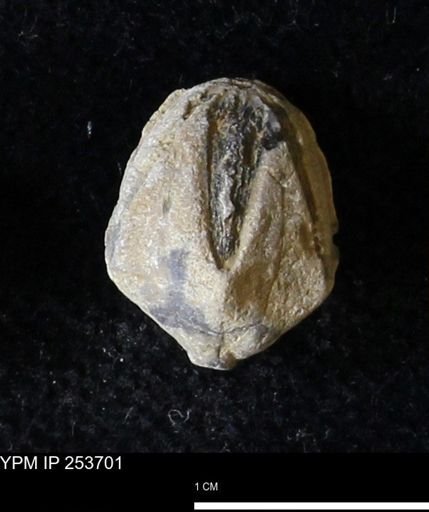 Pentremites sp.