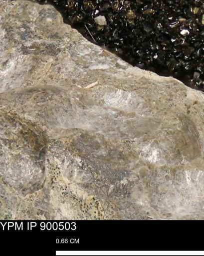 Anomia gryphorhyncha