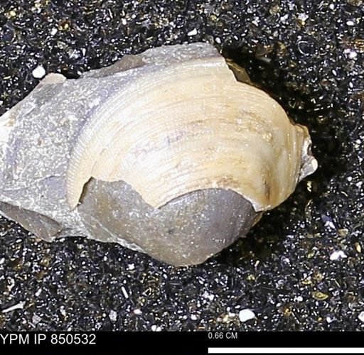 Limopsis striatopunctatus