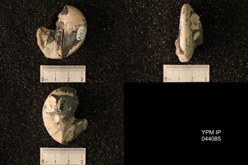 Hoploscaphites nicolletii