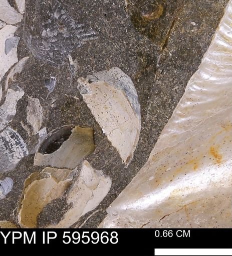 Protocardia?