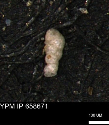 Verneuilinoides kansasensis