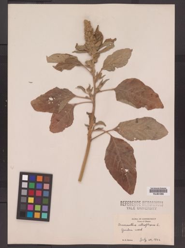 Amaranthus retroflexus
