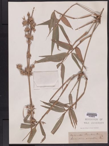 Oxytenanthera