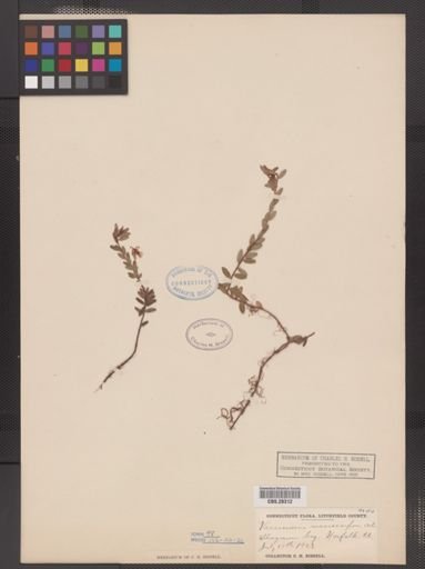 Vaccinium macrocarpon