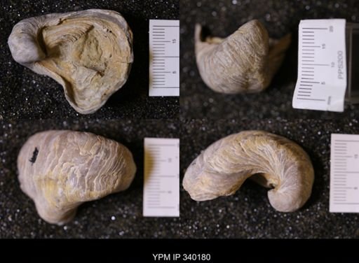 Gryphaea sp.