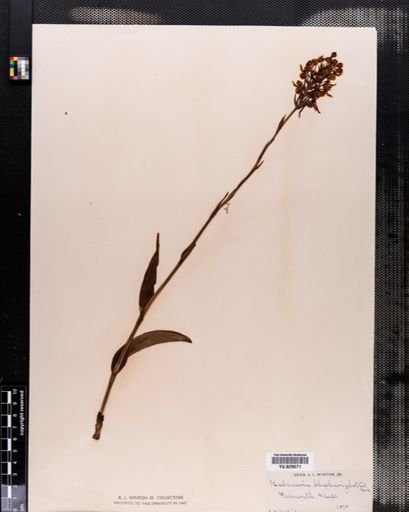 Habenaria