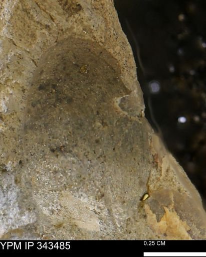 undet. Bivalvia