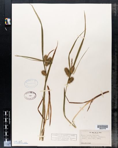 Carex lurida