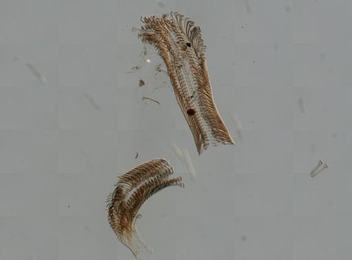 Elimia virginica