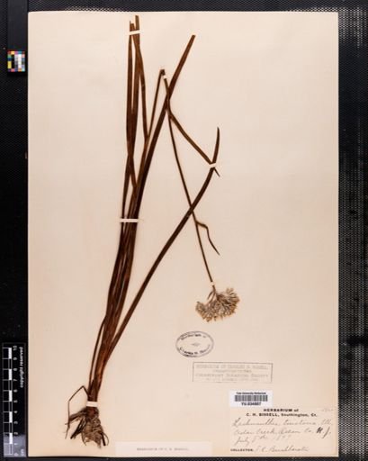 Plantae