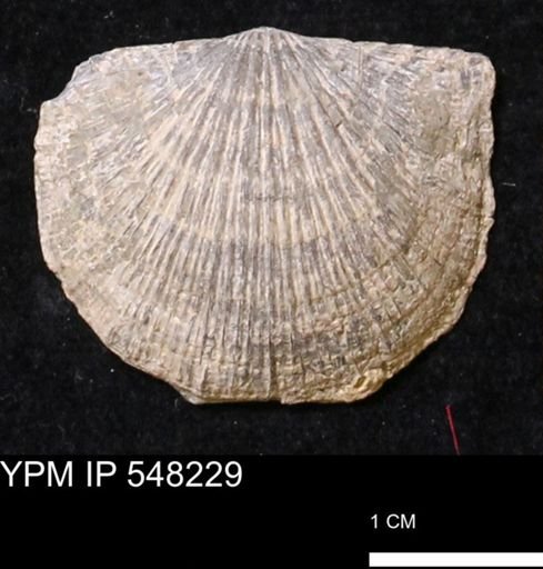 Stropheodonta demissa