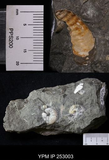undet. Scaphitidae