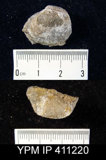 Pustula nebrascensis