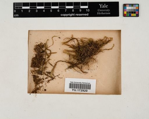 Plantae