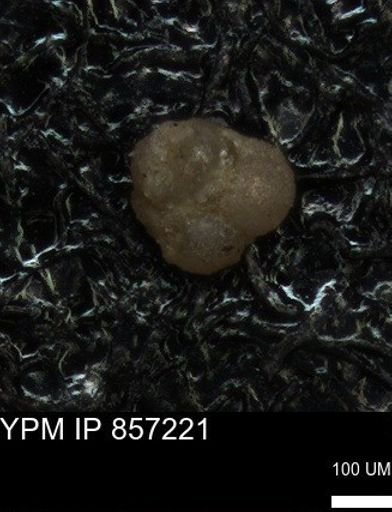 undet. Foraminiferida