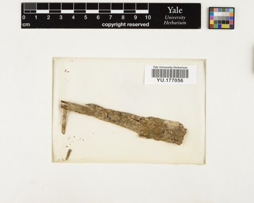 Plantae