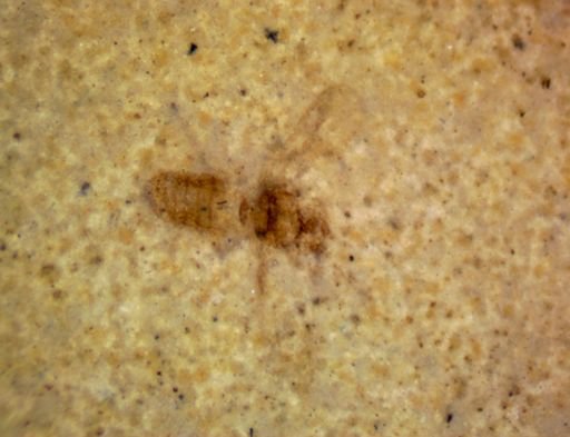 undet. Insecta