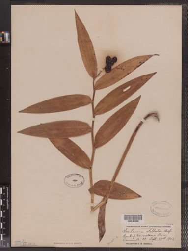 Maianthemum
