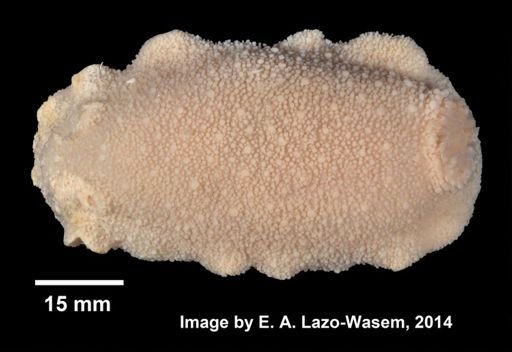Doris kerguelenensis