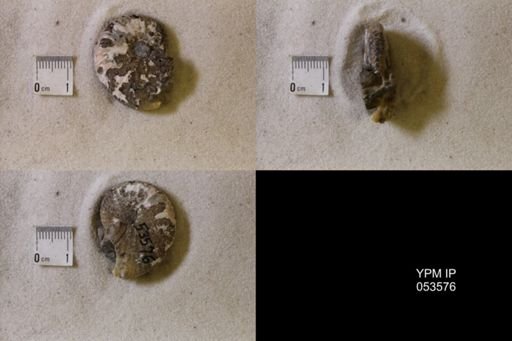 undet. Scaphitidae